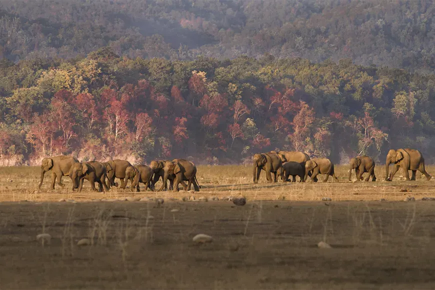 fall foliage and elephants in uttarakhand, india's jim corbett national park.